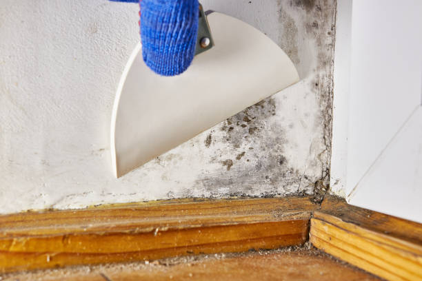 Best Air Quality Testing for Mold Spores  in Crab Orchard, WV