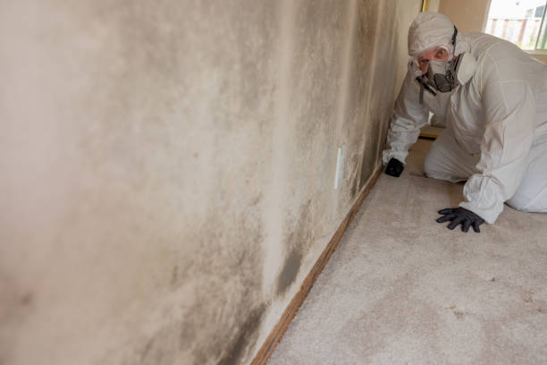 Best Post-Construction Mold Inspection  in Crab Orchard, WV